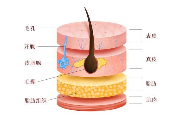 皮下组织层次结构图图片